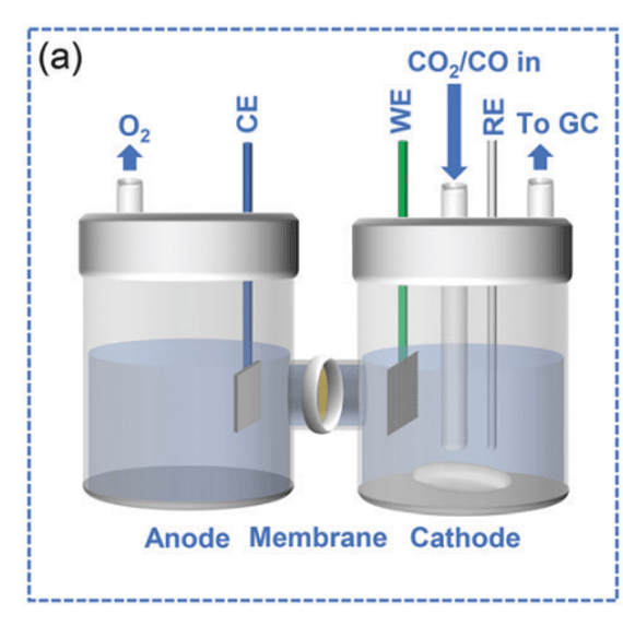 H-type Cells